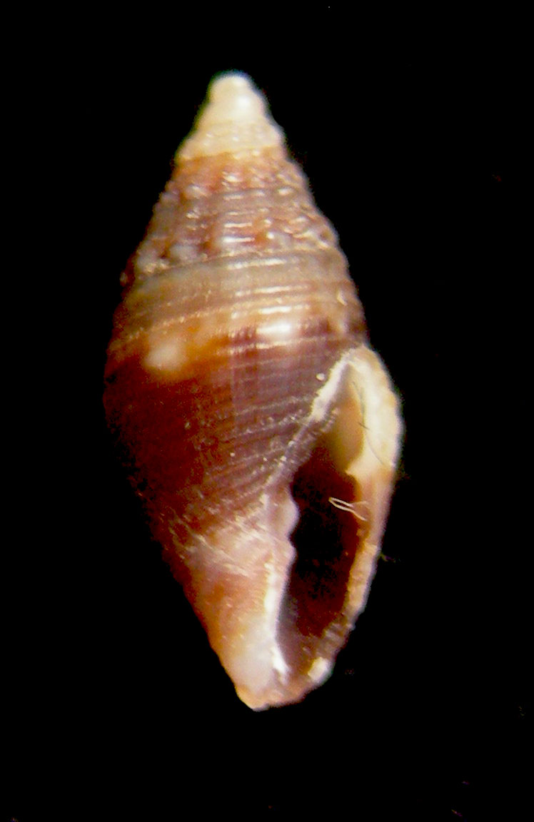 mitromorpha cachia